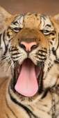 Thailand_TigerTemple_9764