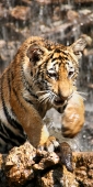 Thailand_TigerTemple_9822