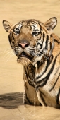 Thailand_TigerTemple_9845