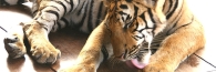 Thailand_TigerTemple_9763