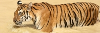 Thailand_TigerTemple_9830