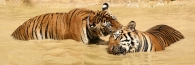 Thailand_TigerTemple_9834