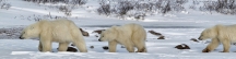 Manitoba_Churchill_PolarB_Day5_2435
