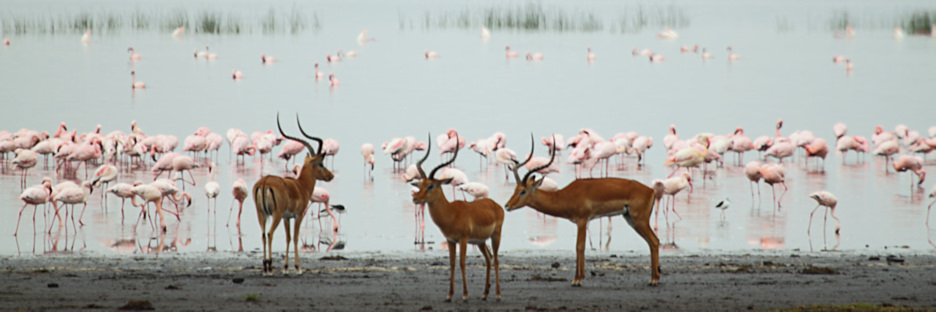 Lake_Impala&Flamingos_5787.jpg