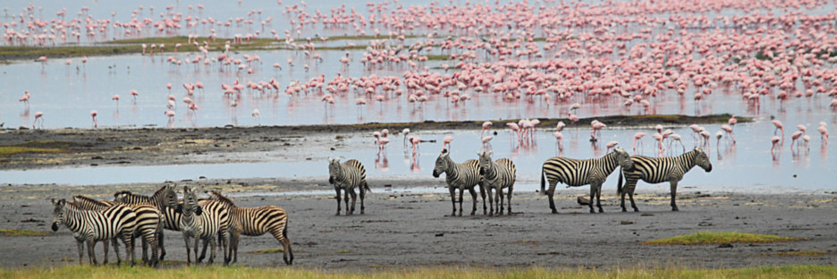 Lake_Zebras&Flamingos_5768.jpg