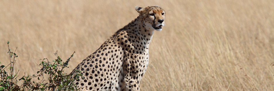 Cheetah_5957.jpg