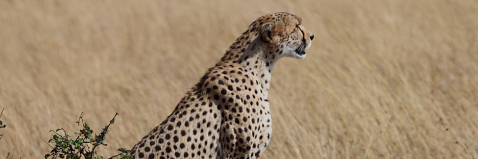 Cheetah_5960.jpg