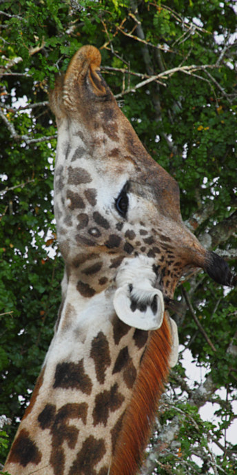 MaasaiGiraffe_6572_v.jpg