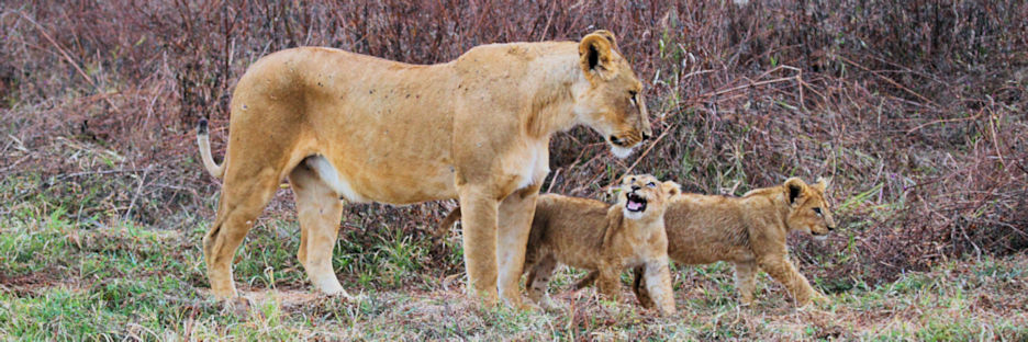 Lion&Cubs_5271.jpg