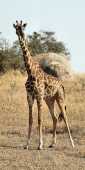 MaasaiGiraffe_5128_v