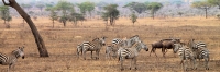 Zebra&Wilderbeest_4836