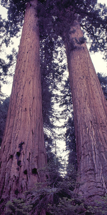 California_49_SequoiaPark.jpg