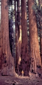 California_36_SequoiaPark_SenateGroup_g
