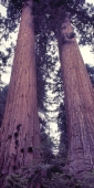 California_49_SequoiaPark