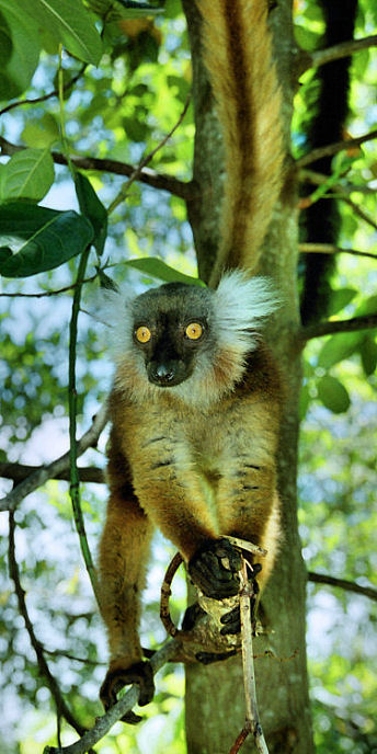Madagascar_NosyKombaBlackLemur4_v.jpg