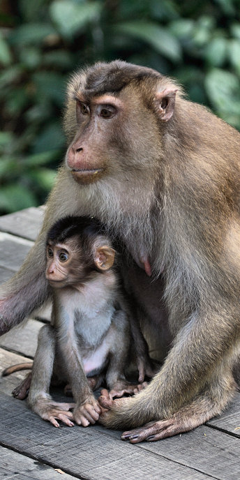 Malaysia_Sepilok_0099.jpg