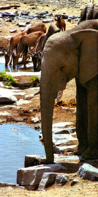 Namibia_EtoshaElephant20&RedHartebeest_v.jpg