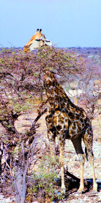 Namibia_EtoshaGiraffe2_g_4000_v.jpg