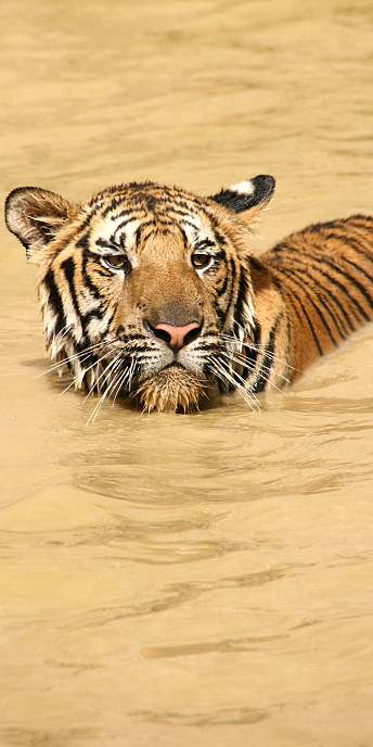 Thailand_TigerTemple_9836.jpg