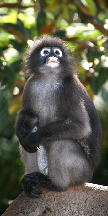 Zoo_0779_DuskyLeafMonkey.jpg