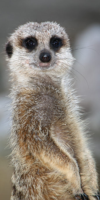 Zoo_0814_Meercat.jpg