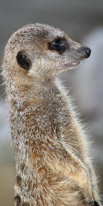 Zoo_0815_Meercat.jpg