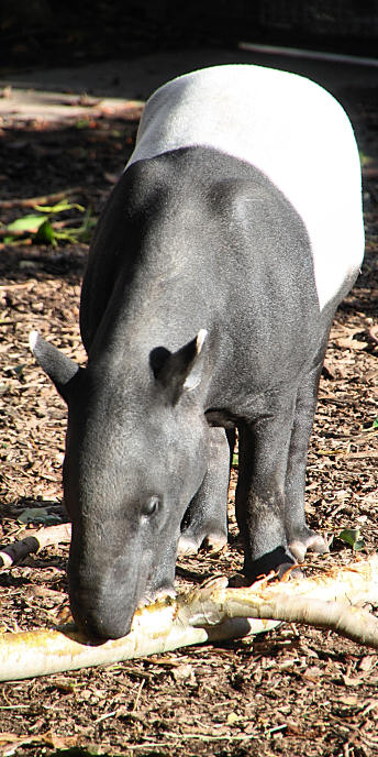 Zoo_0852_MalayanTapir.jpg