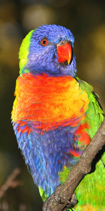 Zoo_0882_RainbowLorikeet.jpg