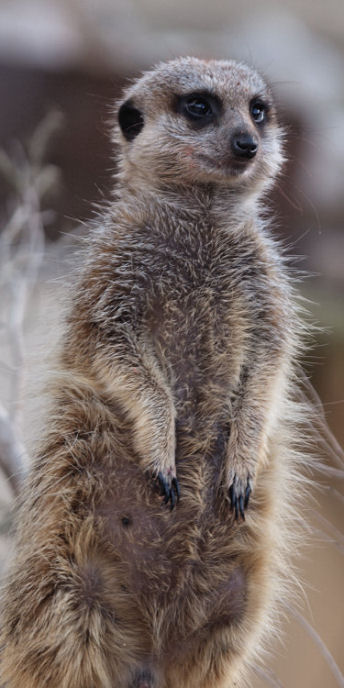 Zoo_Meerkat_P6162324.jpg