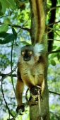 Madagascar_NosyKombaBlackLemur4_v