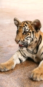Thailand_TigerTemple_9748