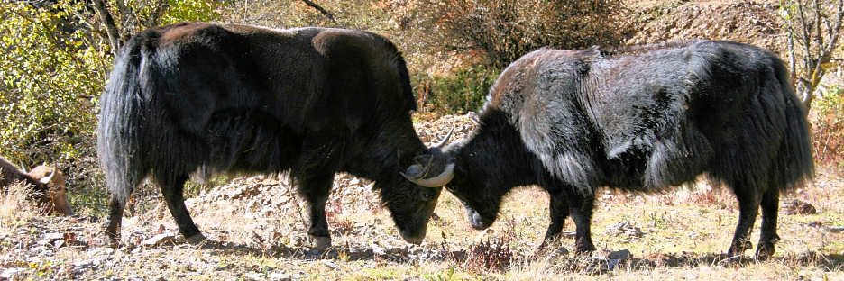 Bhutan_TrongsaToLobesa_9080.jpg