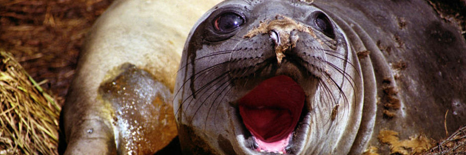 EnderbyIslandHooker'sSeaLion2.jpg
