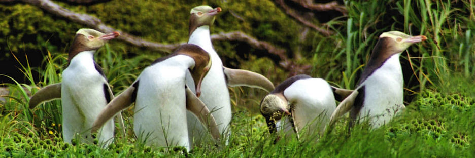 EnderbyIslandYellowEyedPenguins13.jpg