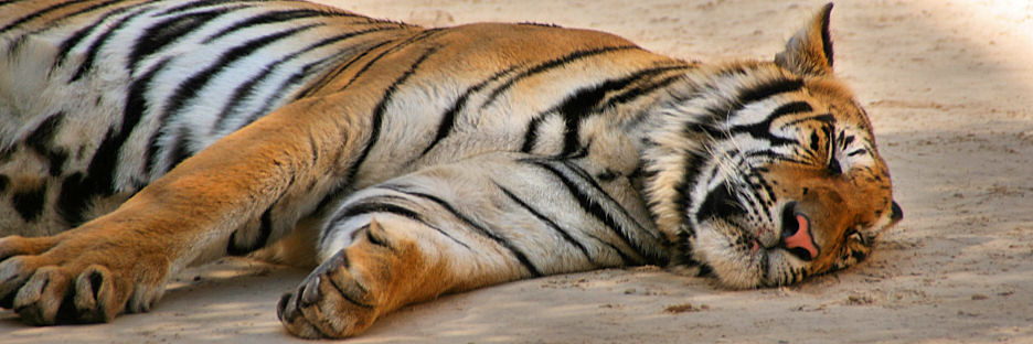 Thailand_TigerTemple_9622.jpg