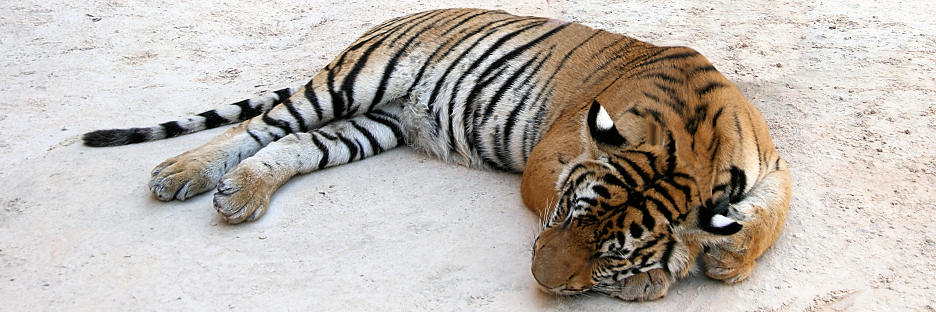 Thailand_TigerTemple_9632_g.jpg