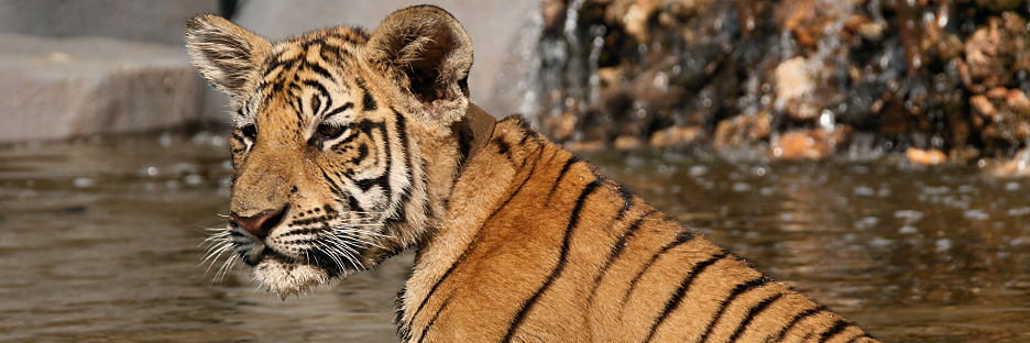 Thailand_TigerTemple_9812.jpg