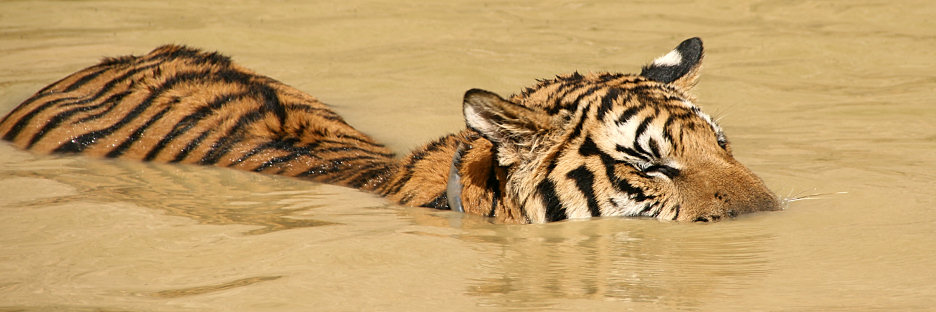 Thailand_TigerTemple_9833.jpg