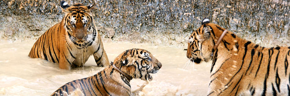 Thailand_TigerTemple_9842.jpg