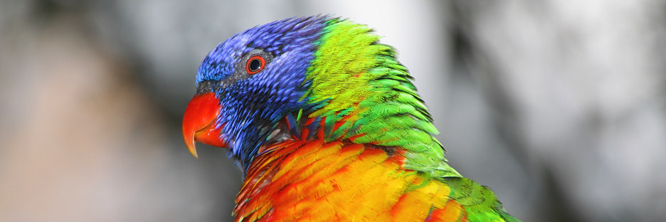 Zoo_0880_RainbowLorikeet.jpg