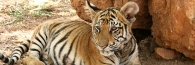 Thailand_TigerTemple_9685_g
