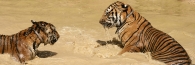 Thailand_TigerTemple_9844