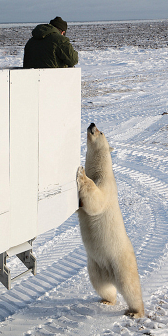 Manitoba_Churchill_PolarB_Day4_1318_V.jpg