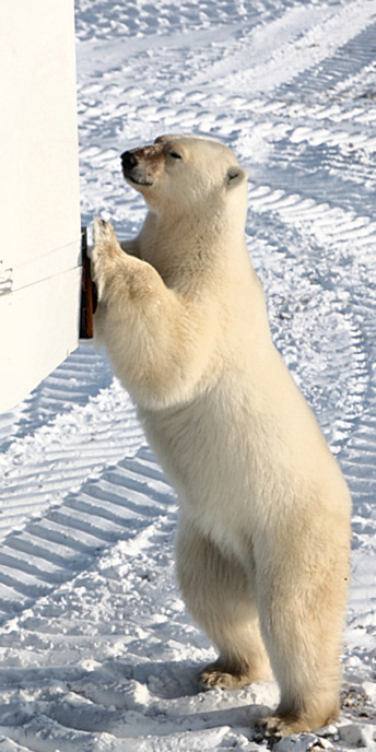 Manitoba_Churchill_PolarB_Day4_1328_V.jpg