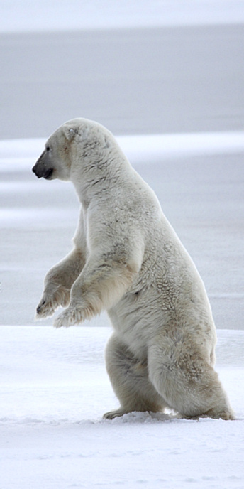 Manitoba_Churchill_PolarB_Day4_2168_V.jpg