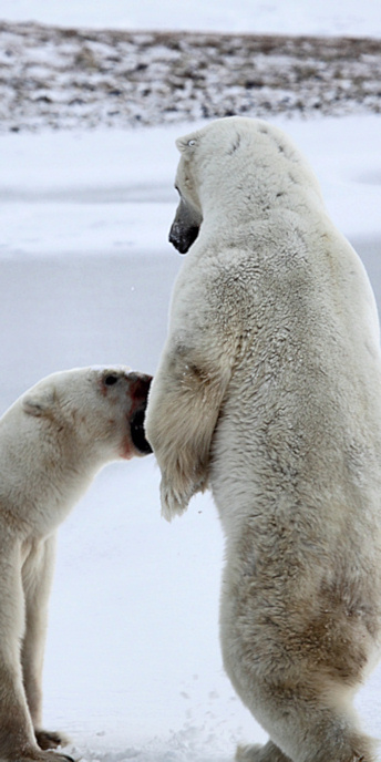 Manitoba_Churchill_PolarB_Day4_2175_V.jpg