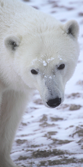 Manitoba_Churchill_PolarBears1393_V.jpg