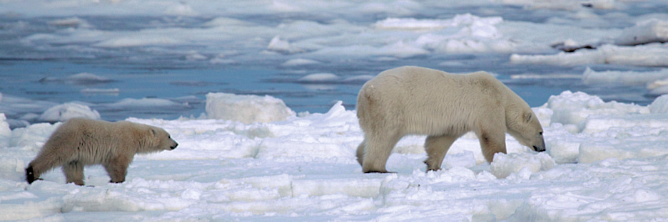Manitoba_Churchill_PolarB_Day3_2027.jpg