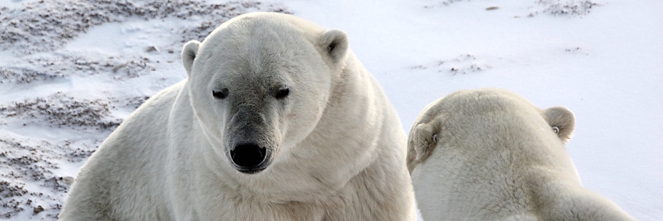 Manitoba_Churchill_PolarB_Day4_1284.jpg