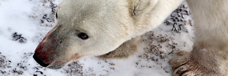 Manitoba_Churchill_PolarB_Day4_1287.jpg
